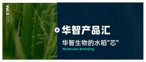 華智產(chǎn)品匯 技術(shù)先行，以生物技術(shù)驅(qū)動水稻育種創(chuàng)新